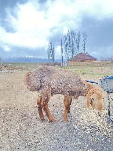 Продаю | Баран (самец) | Для разведения | Племенные