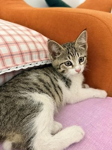 Животные: Котёнок, полосатый тигрёнок с белыми лапками и грудкой. - Окрас — 2