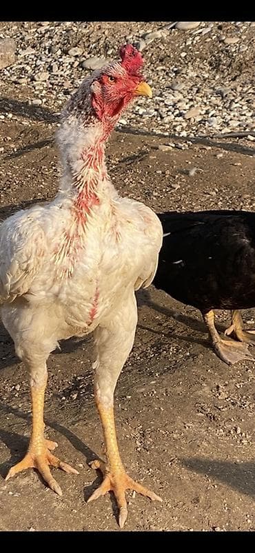 Продаю | Петух | Бойцовая | Для разведения — 4