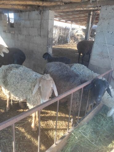 мальки рыб: Продаю | Овца (самка) | Полукровка | Для разведения | Матка — 1