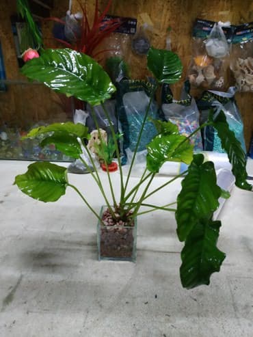 форель купить в бишкеке: Анубиасы. Гигантские анубиасы. Аквариумные растения. Есть и другие — 3