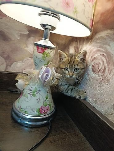 бенгальский кот: Беспородная, 2 месяца, Мальчик, Приучена к лотку — 6