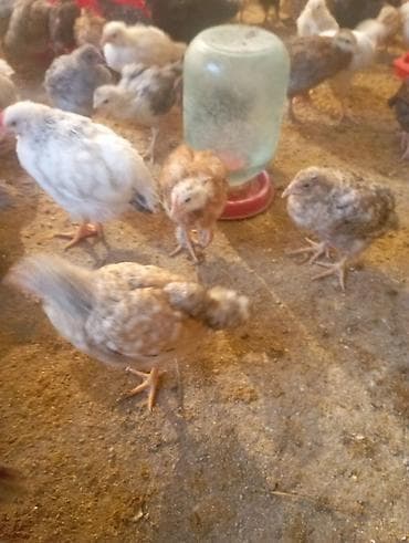 цыпа: Продаю | Цыплята | Для разведения — 7
