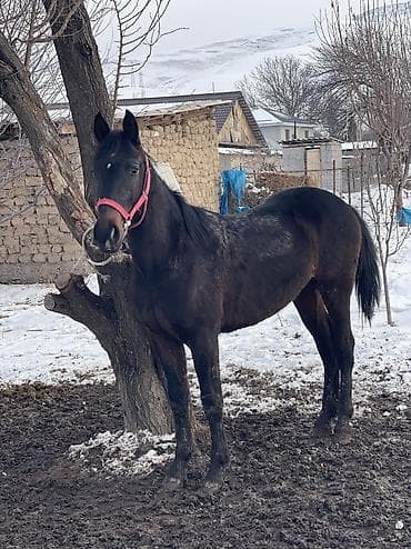 телки швиц: Продаю | Жеребенок | Рабочий — 7