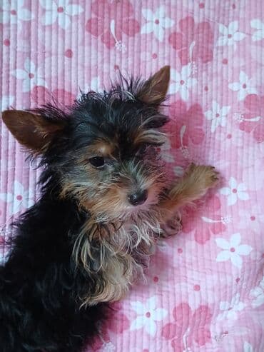 где можно купить йоркширского терьера: Йоркширский терьер, 1 месяц, Самец, С родословной — 10