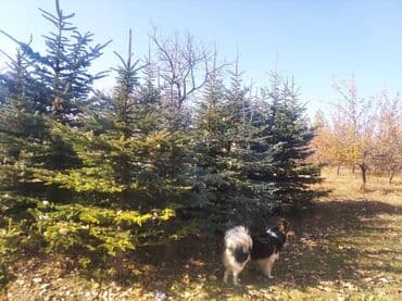 бу строительные инструменты: Саженцы деревьев: Ели — 2