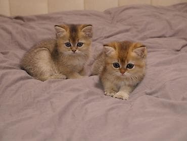 сколько стоит персидская кошка: Скотиш Страйт (Шотландская прямоухая), 2 месяца, Девочка, Золотая шиншилла — 2