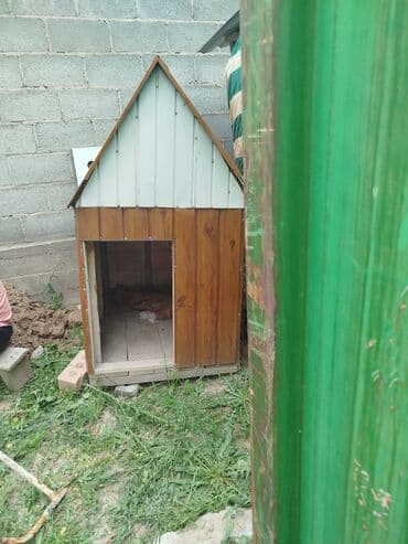 зоомагазин бишкек рядом: Срочно срочно продаю — 1