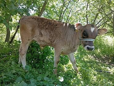 мексиканская голая собака: Продаю | Музоо, торпок | Джерсейская | Для разведения — 8