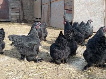 продаю кролики: Продаю | Куры, Петух | Брама, Кучинская | На забой, Для разведения — 6