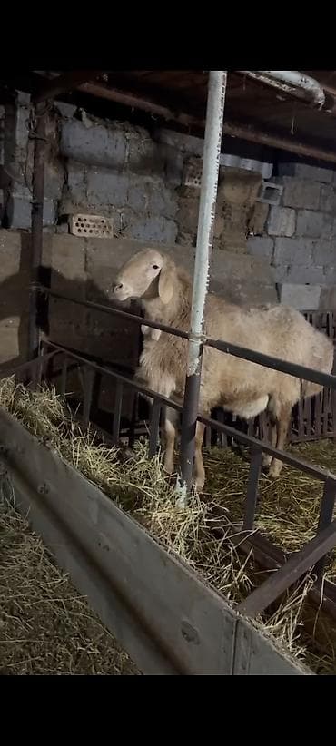 ит албай: Сатам | Ургаачы кой (ургаачы) | Арашан | Көбөйтүү үчүн | Жасалма жол менен боозутуу — 4