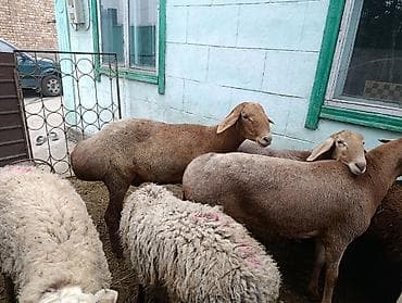 машинка для животных: Продаю | Баран (самец) | На забой — 6