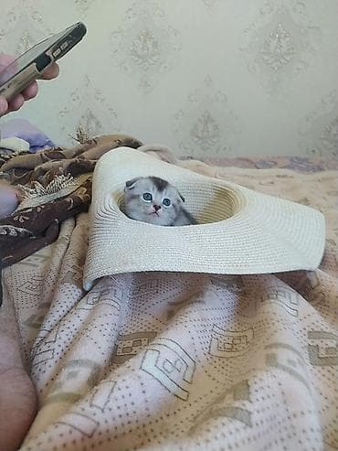 шотлан: Шотландский вислоухий котёнок (Scottish Fold) - Окрас — 7