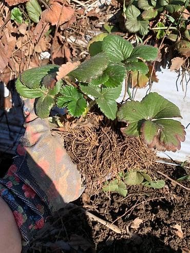 рассаду клубники купить: Клубника көчөт : альбион,мурана.Баасы:10сом — 3