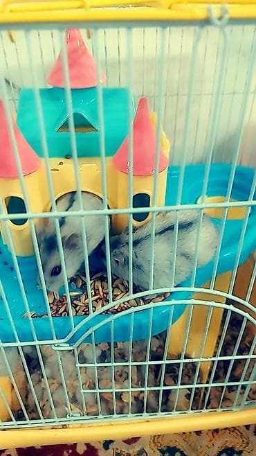 cat chow: Хомячки декоративные разных пород и окрасов - В наличии джунгарики — 9