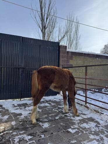 сколько стоит шпиц: Продаю | Жеребенок | Рабочий — 4