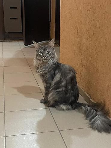 продаю собаку: Мейн-кун, 2 года, Мальчик, Приучена к лотку, Проглистована — 4