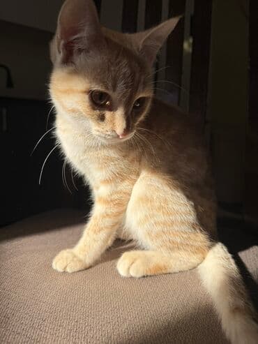 carters для мальчика: Рыжий полосатый котёнок - Окрас: тёплый абрикосовый/рыжий табби с — 3