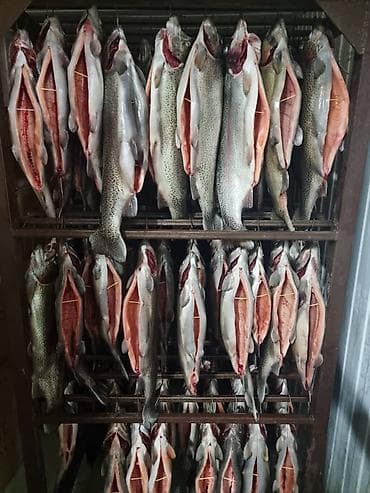 допер кой: Форель радужная потрошёная, раскрытая «книжкой» на подвесах (под — 3