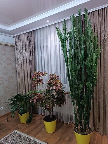Дом и сад: Эуфорбия кадуцея (Euphorbia trigona, «кактус‑кафедральный»), Малочай — 6