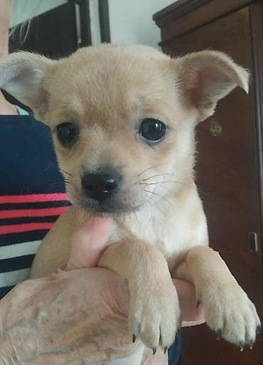 чау чау щенки: Чихуахуа, 2 месяца, Самец — 3