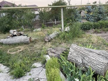 грецкий орех оптом: Орех продам — 1