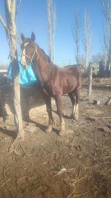 ат ургачы: Продаю | Жеребец | Кара Жорго | Рабочий — 3