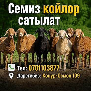 кролик цена: Продаю | Баран (самец) | На забой — 1