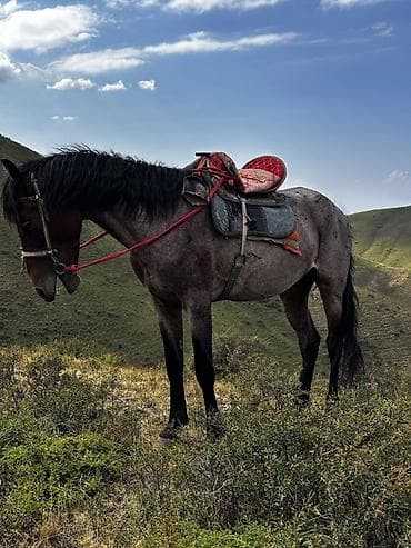 Животные: Продаю | Конь (самец) | Конный спорт — 1