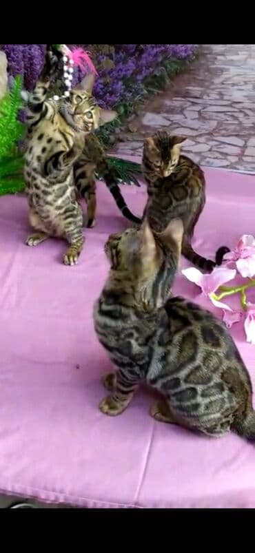 новорожденные котята: Бенгальские котята Проф.Питомник Бен Гла Мур предлагает.чудесных — 22