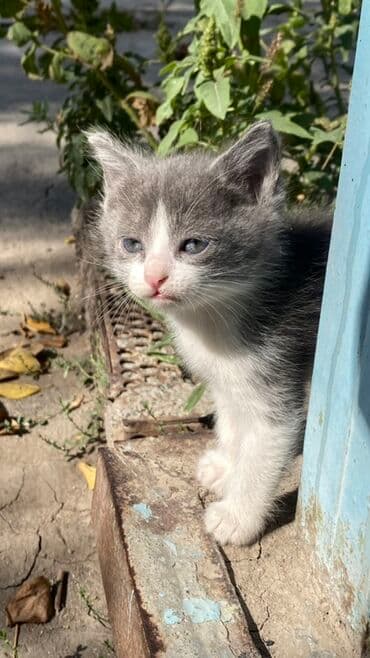 продажа щенков немецкой овчарки с документами в бишкеке: Котята серо-белого окраса - Возраст: на фото — малыши одного помёта — 5