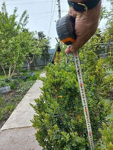 садовое: Самшит (Buxus sempervirens) — саженцы и сформированные кусты для живых — 10