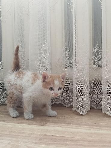 дом кошка: Отдам котят добрые руки — 4