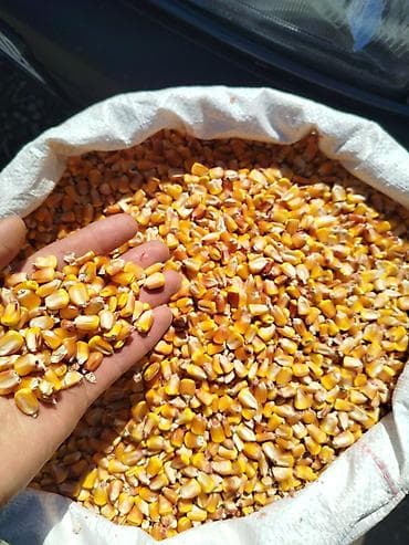 ящик для зерна: Местный урук сатылат — 3