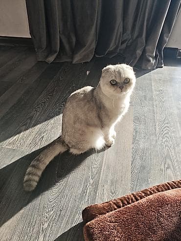 маламут купить: Скотиш Фолд (Шотландская вислоухая), 1 год, Девочка, Серый — 3