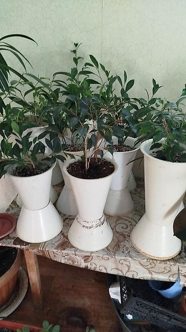 фикус бенжамин: Комнатные растения,фикусыалоэ — 10