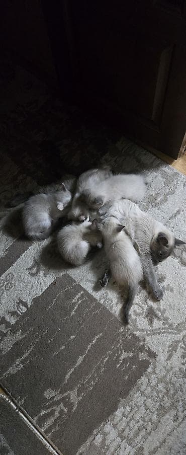 сиамский: Сиамская, 2 месяца, Девочка, Приучена к лотку — 1