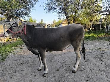 американская короткошерстная кошка купить: Продаю | Тёлка | Для разведения | Племенные — 1