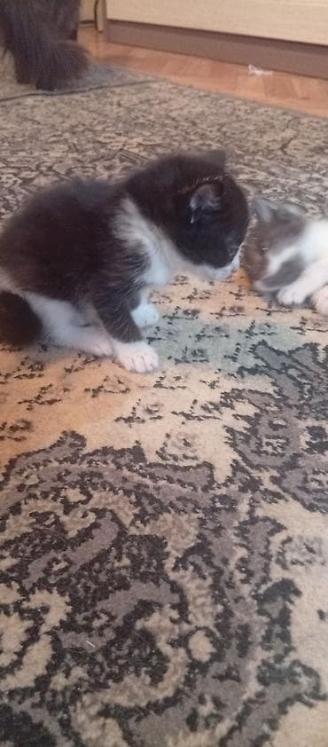 котята шотландские вислоухие купить: КАРА-БАЛТА отдам котят в хорошие руки, кушают сами приучены к лотку — 6