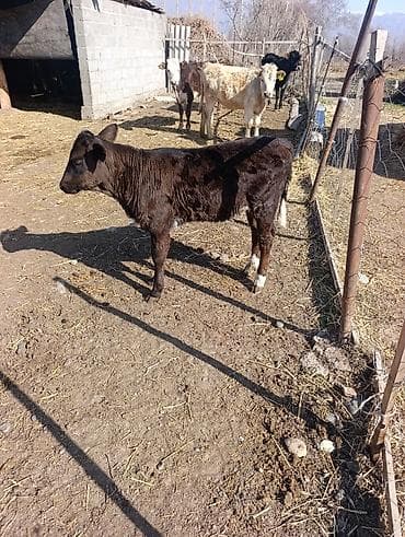 животные кара балта: Продаю | Музоо, торпок | Алатауская | Для разведения — 2