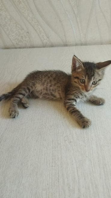 Үй жаныбарлары: 🐾 Ищем самые добрые и заботливые руки для котят! 🐾 В добрые и — 4