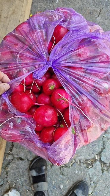химия для сада: Редис (красный, круглые корнеплоды) - Свежесобранный, сочный, с — 1