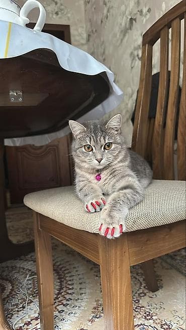 абисинская кошка: Британская короткошёрстная кошка, серебристо‑серый тигровый окрас — 2