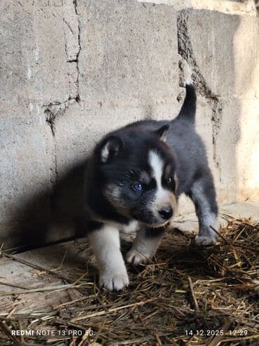 дог собака: Продаю щенков сибирской хаски. 5 шт все мальчики возраст 1 месяц. цена — 2