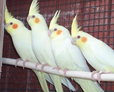 необычные животные: Попугаи кареллы хорошо разговаривают и приручаются к рукам — 1