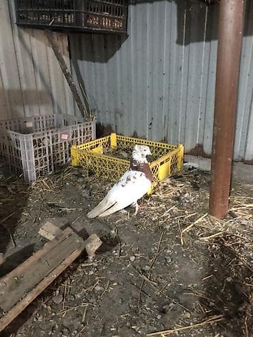 Баран, овца: Голуби декоративные, породные. - Породы на фото: павлины (разных — 5