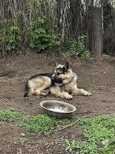 палевый брама: Немецкая овчарка, кобель. Классический чепрачный окрас: черная спина — 1