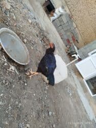 сколько стоит шиншилла маленькая: Продаю | Куры | Домашняя | Для разведения — 1