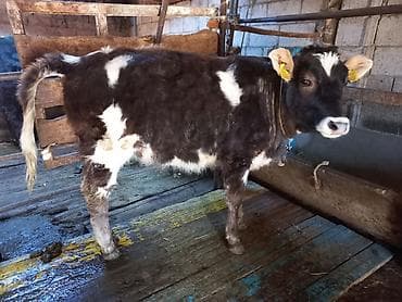 Айыл-чарба жаныбарлары: Сатам | Кунаажын | Сүт алуу үчүн | Байланган — 5