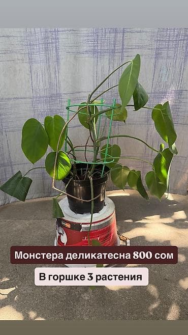 купить монстеру: Монстера деликатесная Цена на фото. Молодое — 4